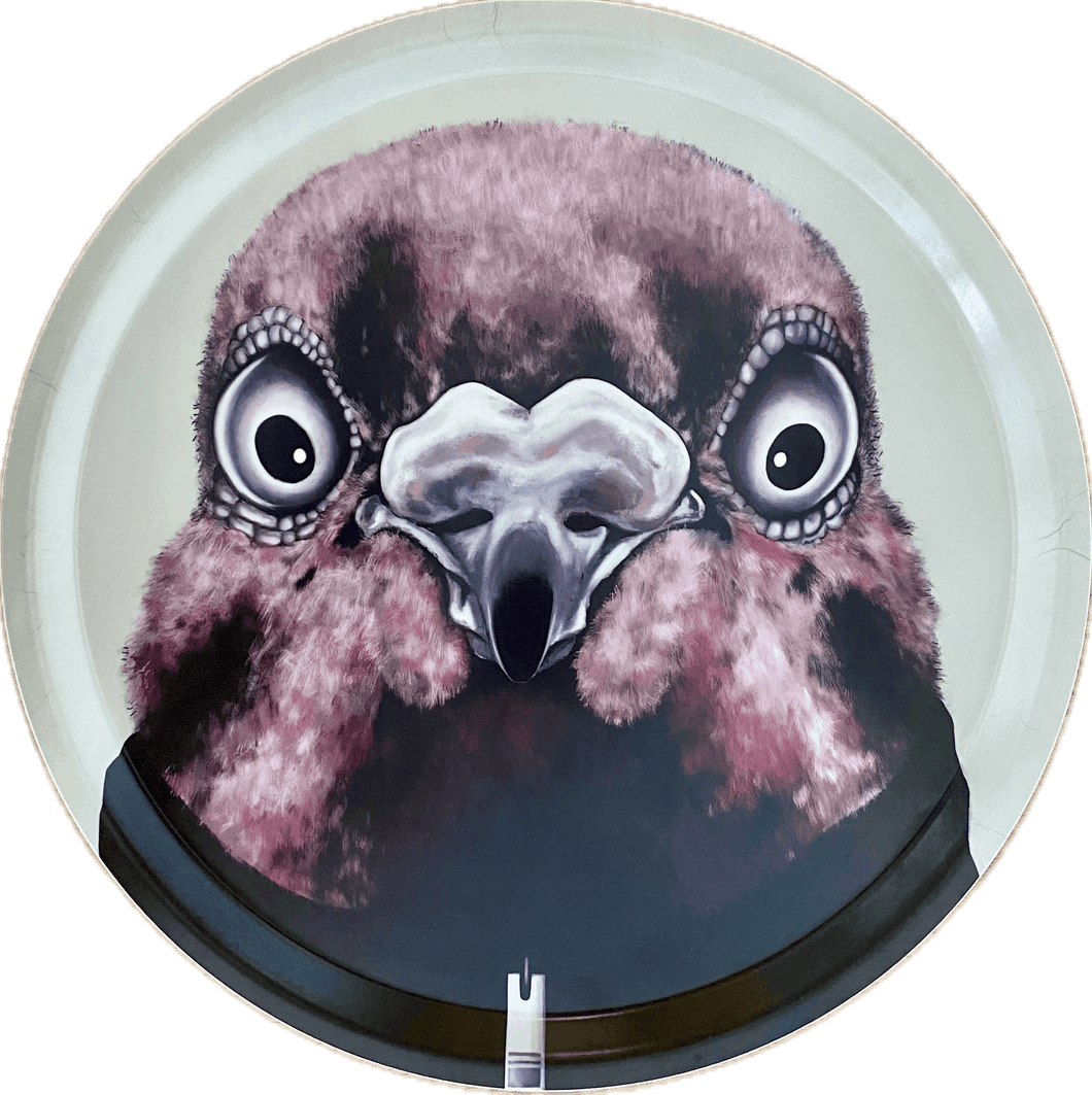 BRICKA - THE PIGEON THAT WENT MISSING