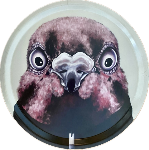 BRICKA – THE PIGEON THAT WENT MISSING