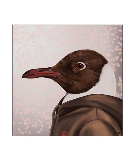 The Black-headed Gull